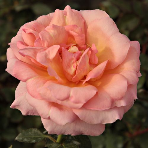 Intenzívna vôňa ruží - Ruža - Tiffany - Ruže - online - koupit